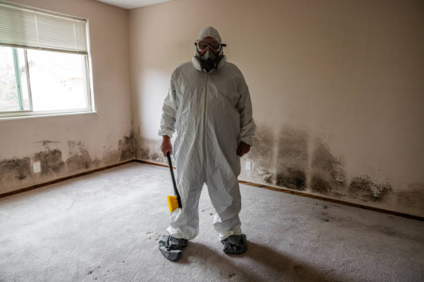 Professional Mold Remediation in Shady Hills, FL