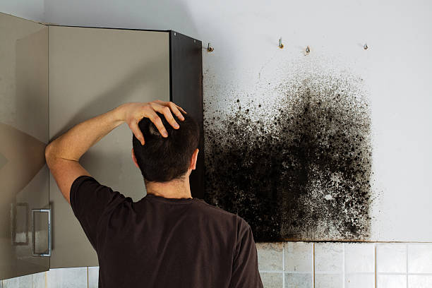 Best Industrial Mold Remediation in Shady Hills, FL