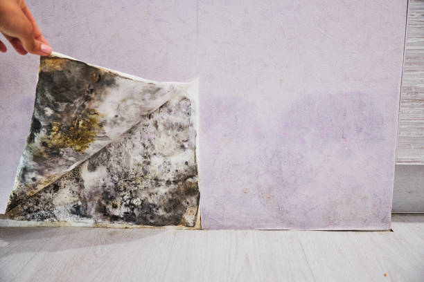 Best Localized Mold Remediation (e.g., coastal areas, humid climates) in Shady Hills, FL